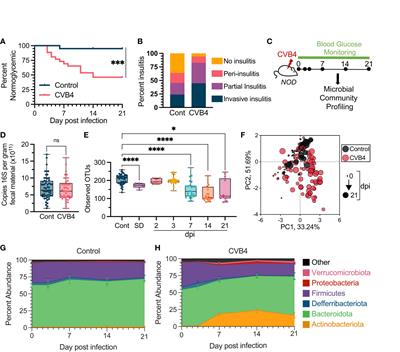 Virus induced dysbiosis promotes type 1 diabetes onset